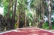 Carril bici (zona dels Horts)