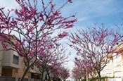 Arbres en flor al carrer