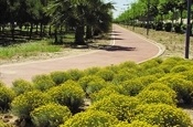 Carril bici (Av. Alqueria de Moret)