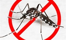 Recomanacions per a evitar la propagació del mosquit-tigre