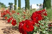 Passeig de l'Amistat