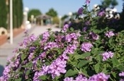 Passeig de l'Amistat. Pèrgola