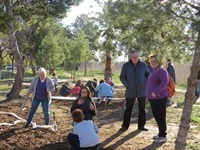 Plantació AMPA Baladre